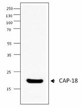 Purified anti-CAP-18 Antibody (650302)