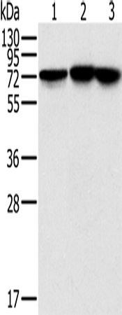 NDUFS1 Polyclonal Antibody (E-AB-11432)
