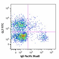 FITC anti-mouse/human GL7 Antigen (T and B cell Activation Marker) Antibody (144603)