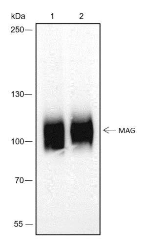 Recombinant MAG Monoclonal Antibody (AN301593L)