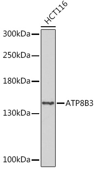 ATP8B3 Polyclonal Antibody (E-AB-91927)