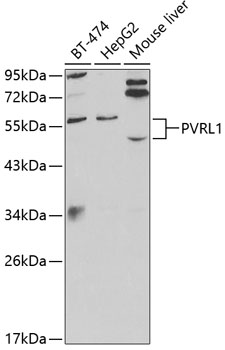 PVRL1 Polyclonal Antibody (E-AB-92228)