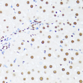 DDX39B Polyclonal Antibody (E-AB-62958)