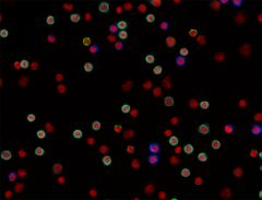 Alexa Fluor® 594 anti-human CD4 Antibody (300544)