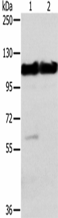 ACTN2 Polyclonal Antibody (E-AB-16785)