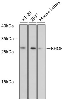 RHOF Polyclonal Antibody (E-AB-65496)