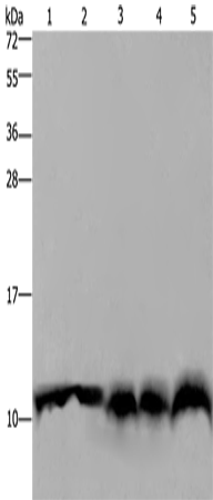 UBB Polyclonal Antibody (E-AB-10015)