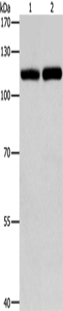 TLR3 Polyclonal Antibody (E-AB-10066)