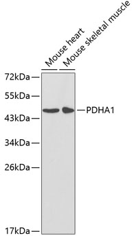 PDHA1 Polyclonal Antibody (E-AB-60493)