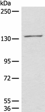 HIPK2 Polyclonal Antibody (E-AB-19750)