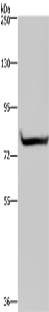 GYS1 Polyclonal Antibody (E-AB-15078)