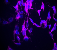 Alexa Fluor® 647 anti-Tubulin β 3 (TUBB3) Antibody (801209)