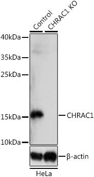 (KO Validated) CHRAC1 Polyclonal Antibody (E-AB-66364)