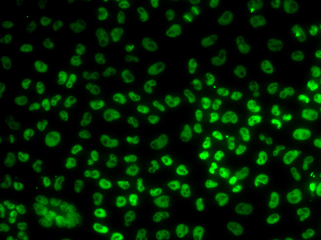BUB3 Polyclonal Antibody (E-AB-61197)