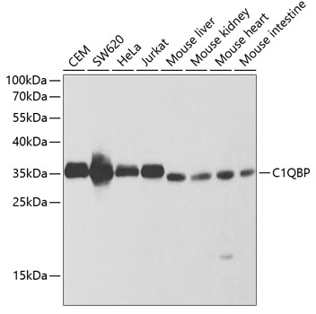 C1QBP Polyclonal Antibody (E-AB-60488)