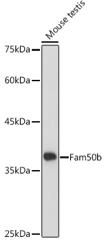 Fam50b Polyclonal Antibody (E-AB-92201)