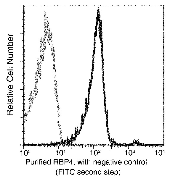 Recombinant RBP4 Monoclonal Antibody (AN300487P)