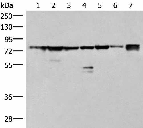 THNSL1 Polyclonal Antibody (E-AB-52858)