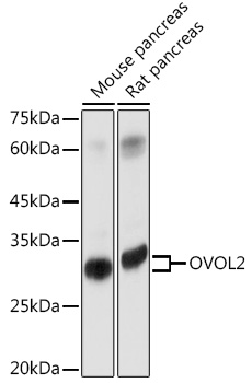 OVOL2 Polyclonal Antibody (E-AB-91966)