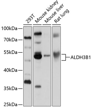 ALDH3B1 Polyclonal Antibody (E-AB-90157)