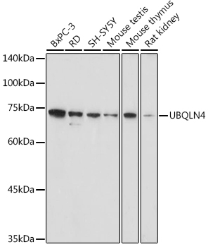 UBQLN4 Polyclonal Antibody (E-AB-91326)