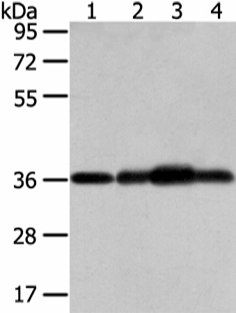 STX12 Polyclonal Antibody (E-AB-17044)