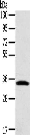 STX11 Polyclonal Antibody (E-AB-11626)