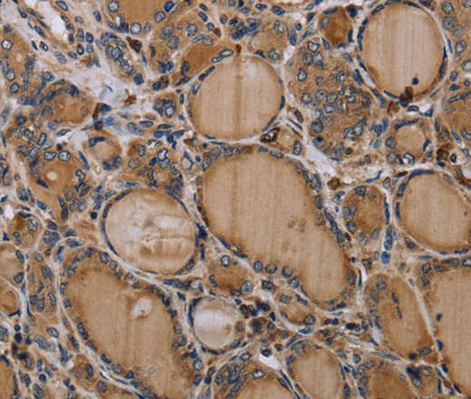NLRP4 Polyclonal Antibody (E-AB-16628)