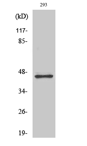 GSK3 beta Polyclonal Antibody (E-AB-31629)