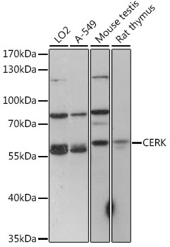 CERK Polyclonal Antibody (E-AB-91333)