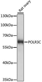 POLR3C Polyclonal Antibody (E-AB-66573)