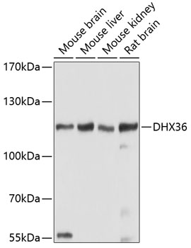 DHX36 Polyclonal Antibody (E-AB-63814)