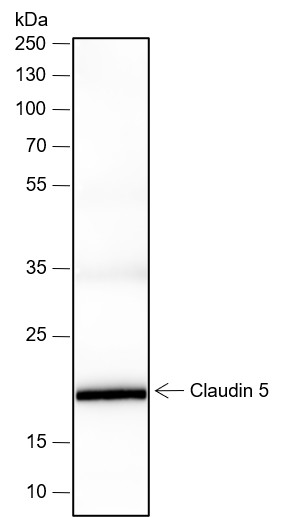 Recombinant Claudin-5 Monoclonal Antibody (AN302082L)