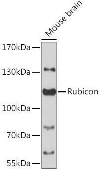 Rubicon Polyclonal Antibody (E-AB-90595)