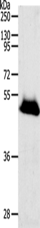 RBMS3 Polyclonal Antibody (E-AB-15837)