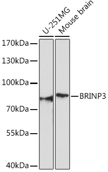 BRINP3 Polyclonal Antibody (E-AB-92001)