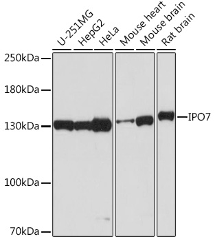 IPO7 Polyclonal Antibody (E-AB-92039)