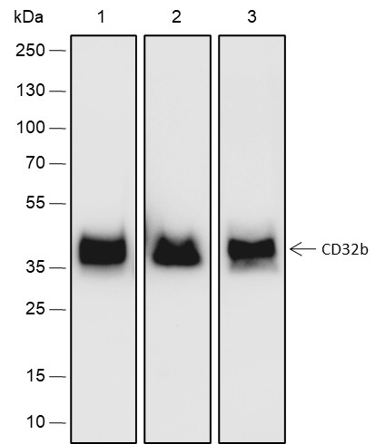 Recombinant CD32B Monoclonal Antibody (AN301474L)