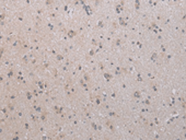 COX17 Polyclonal Antibody (E-AB-19376)