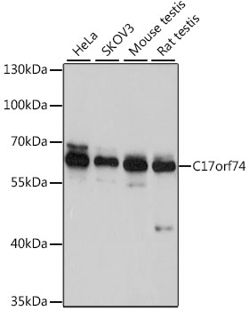 C17orf74 Polyclonal Antibody (E-AB-90239)