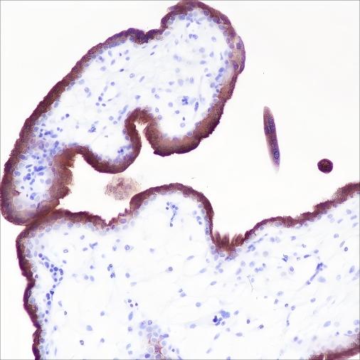 Recombinant VISTA Monoclonal Antibody (AN301685L)
