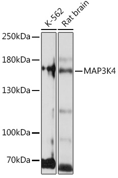 MAP3K4 Polyclonal Antibody (E-AB-91655)