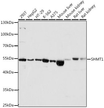 SHMT1 Polyclonal Antibody (E-AB-64205)