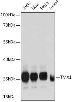 TMX1 Polyclonal Antibody (E-AB-65154)