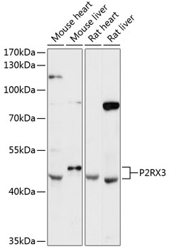 P2RX3 Polyclonal Antibody (E-AB-90542)