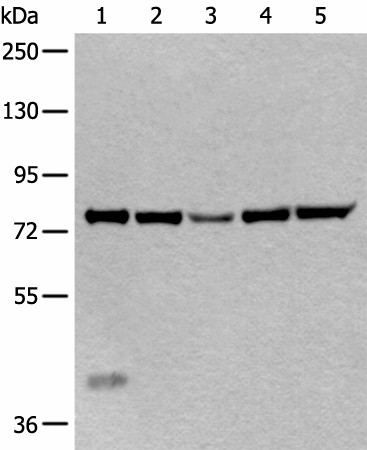 ATF6B Polyclonal Antibody (E-AB-18330)