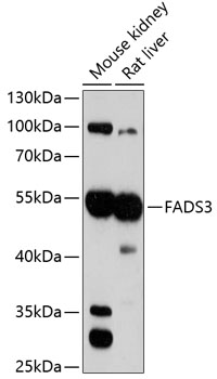 FADS3 Polyclonal Antibody (E-AB-92559)