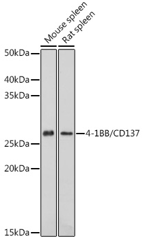 4-1BB/CD137 Polyclonal Antibody (E-AB-92202)