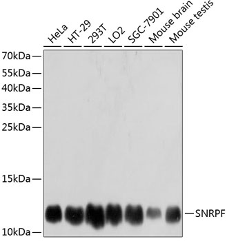 SNRPF Polyclonal Antibody (E-AB-63643)