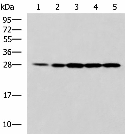 PSMA6 Polyclonal Antibody (E-AB-53111)